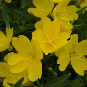 Oenothera fruticosa 'African Sun' ---